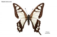 藏品(寬帶青鳳蝶)的圖片